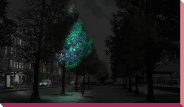 Section 3 bioluminescent trees 2